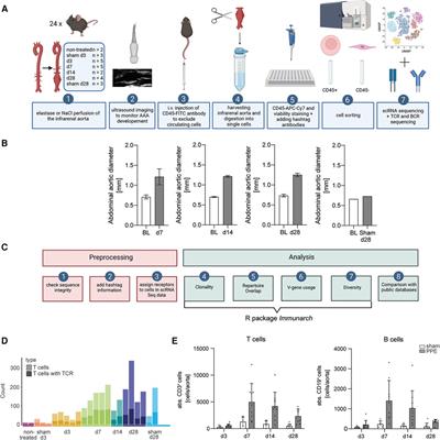 Application and challenges of TCR and BCR sequencing to investigate T- and B-cell clonality in elastase-induced experimental murine abdominal aortic aneurysm